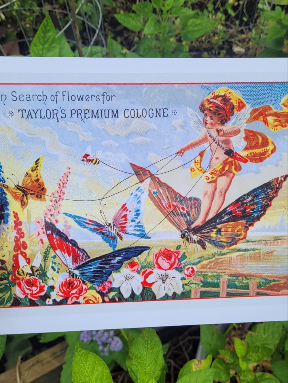 Taylor's Premium Cologne Wall Art Print - Colorful Vintage Butterfly Cherub